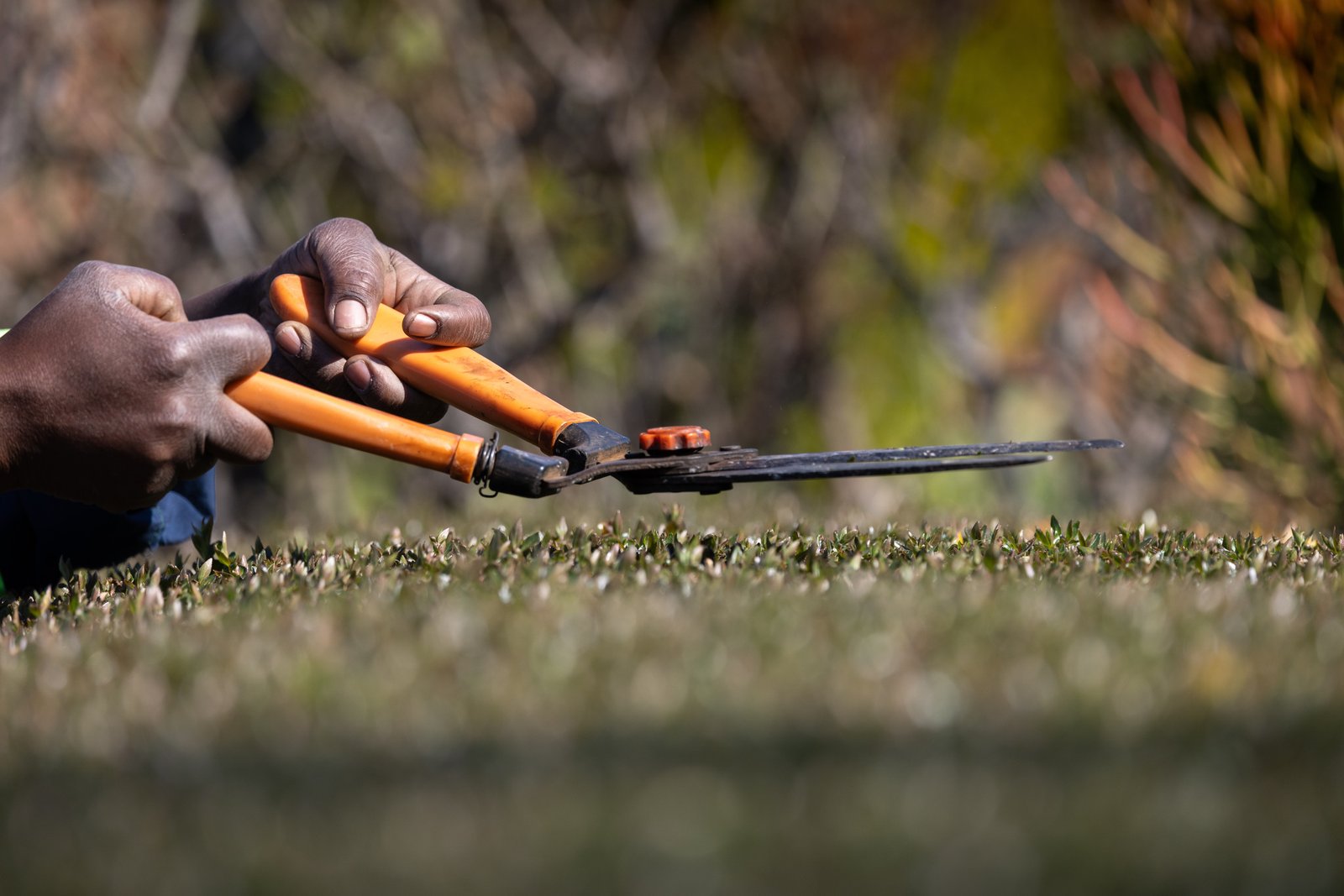 Illustrative Landscaping image 1